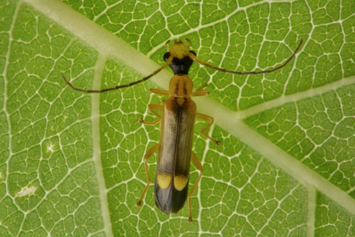 Cantharidae: Malthinus sp.?  S, Malthinus deceptor